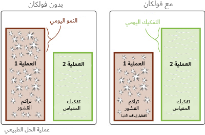 daily scale growth